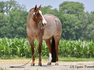4 Year Old Son of Openrange