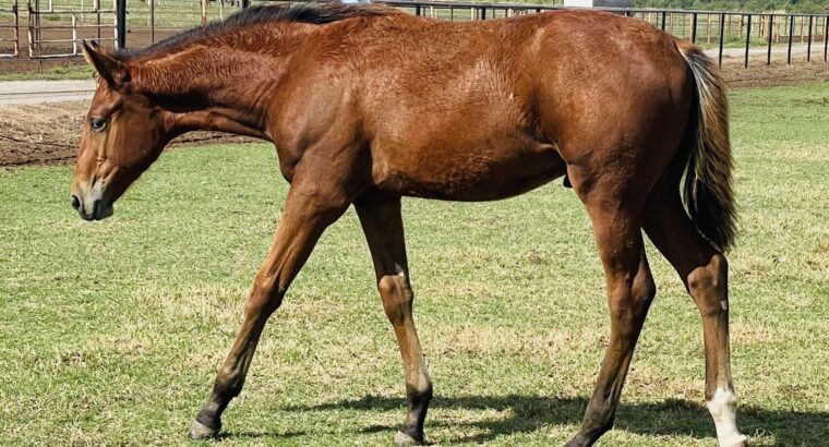 2023 Bay Colt by Allocate Your Assets x ExHotica