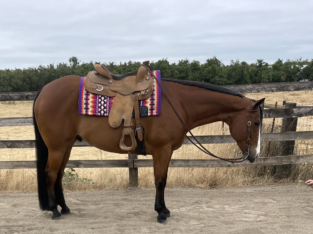 Whisper To Me Cowboy 2015 AQHA/APHA solid gelding