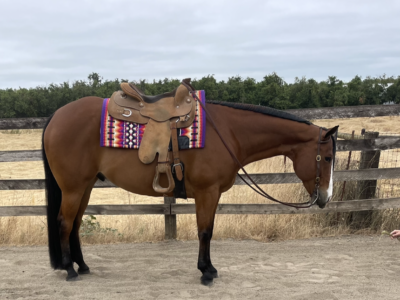 Whisper To Me Cowboy 2015 AQHA/APHA solid gelding
