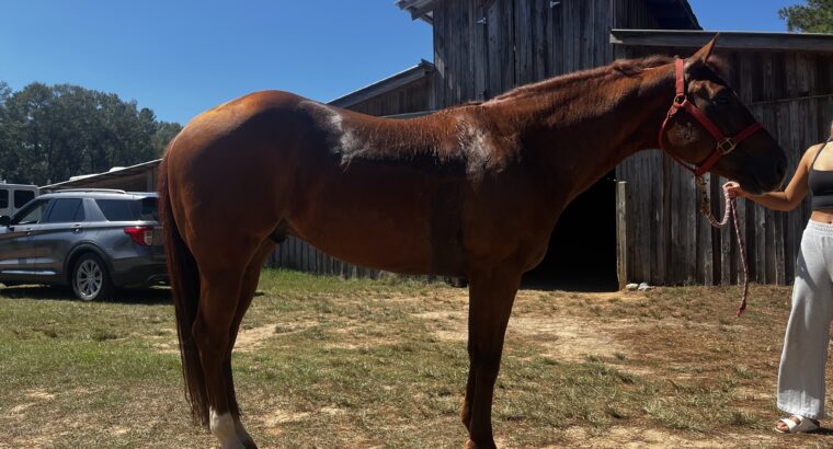 2017 Zippos Mr Good Bar WP/All-Around Gelding
