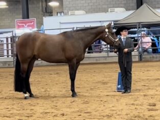 Solid and reliable All Around gelding