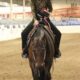 Solid and reliable All Around gelding