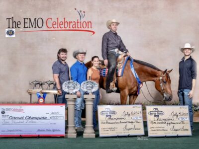 High End Western All-Around Gelding