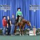 6YO Dream Remembered WP Mare