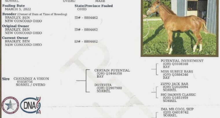 Full Double 2022 Certainly A Vision Filly