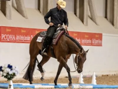 High End RLBOS All-Around Gelding