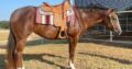 FULL Double 3YO All-Around Mare Prospect