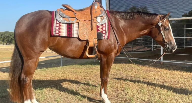 FULL Double 3YO All-Around Mare Prospect