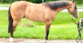 FULL AQHA/APHA/ABRA/NSBA Yearling Dun Gelding