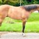 FULL AQHA/APHA/ABRA/NSBA Yearling Dun Gelding