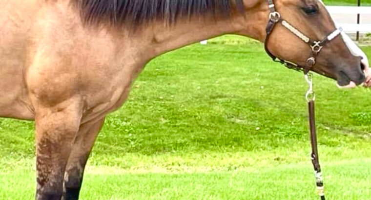 FULL AQHA/APHA/ABRA/NSBA Yearling Dun Gelding
