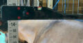 FULL AQHA/APHA/ABRA/NSBA Yearling Dun Gelding
