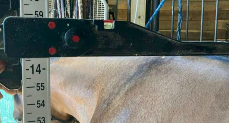 FULL AQHA/APHA/ABRA/NSBA Yearling Dun Gelding