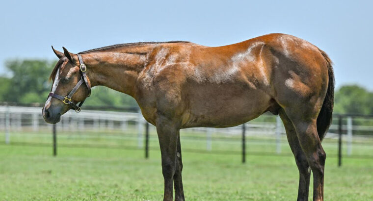 2022 AQHA Gelding by The Best Martini