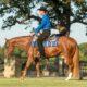 Take It Eazy – 4yo Gelding – Top 5 at Congress