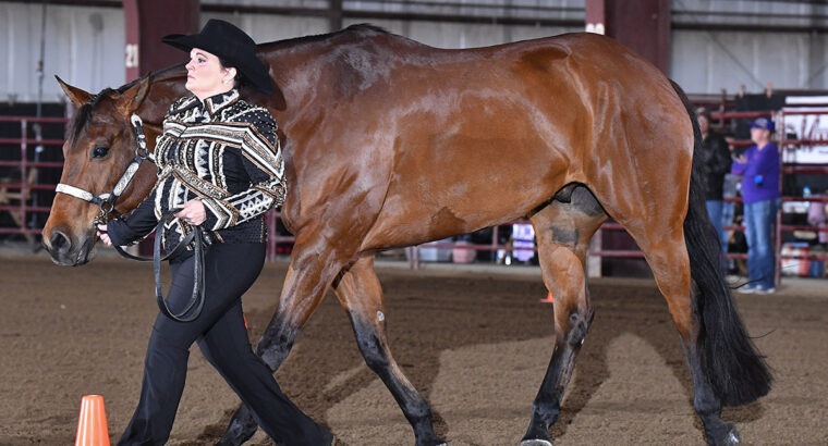 True All Around 2008 AQHA Gelding