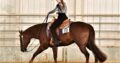 High end 2012 16.1 All Around Gelding
