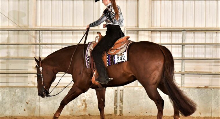 High end 2012 16.1 All Around Gelding