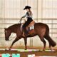 High end 2012 16.1 All Around Gelding