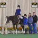 2019 AQHA/APHA/PtHA All Around Gelding