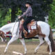 High End APHA All-Around Mare