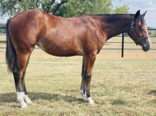 2022 When In Chrome Filly