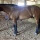 True All Around 2008 AQHA Gelding