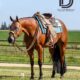 Stunning Machine Made 3YO WP Gelding
