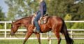 No Doubt Im Lazy WP/All-Around Prospect Gelding