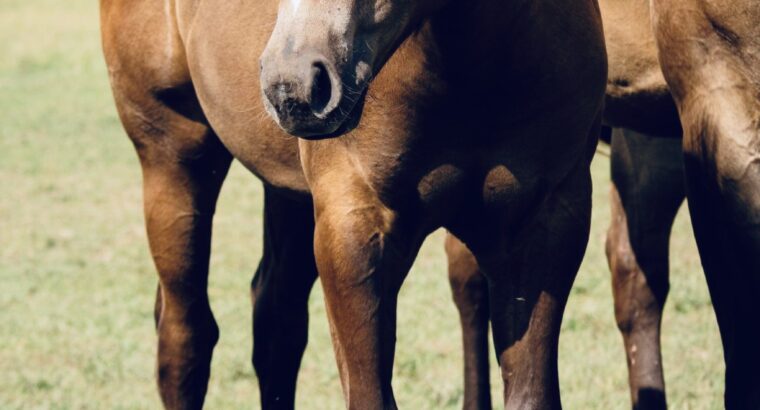 2023 VS Code Blue Buckskin Weanling Colt