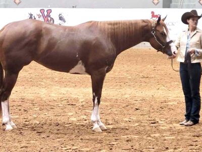 Fancy Full Double Ranch Riding Mare
