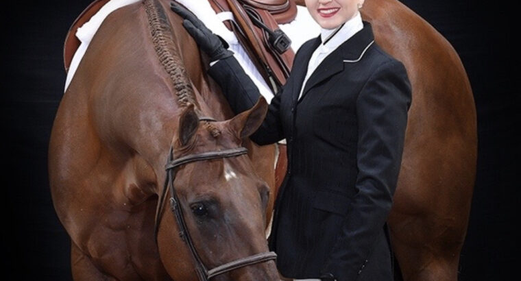 High end 2012 16.1 All Around Gelding