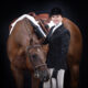 High end 2012 16.1 All Around Gelding