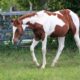 2023 tobiano Full sibling to res world cham