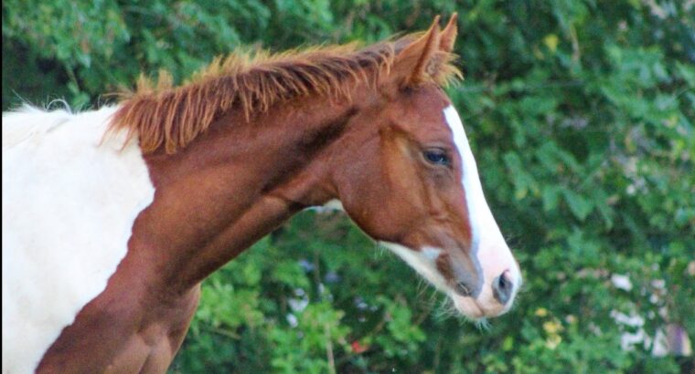 2023 tobiano Full sibling to res world cham