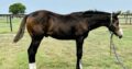 2023 All Time Fancy Colt