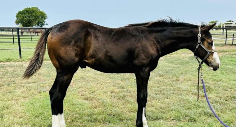 2023 All Time Fancy Colt