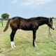 2023 All Time Fancy Colt