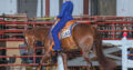 High end 2012 16.1 All Around Gelding
