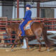 High end 2012 16.1 All Around Gelding