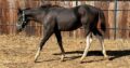 2023 John Simon Bay Tobiano Gelding