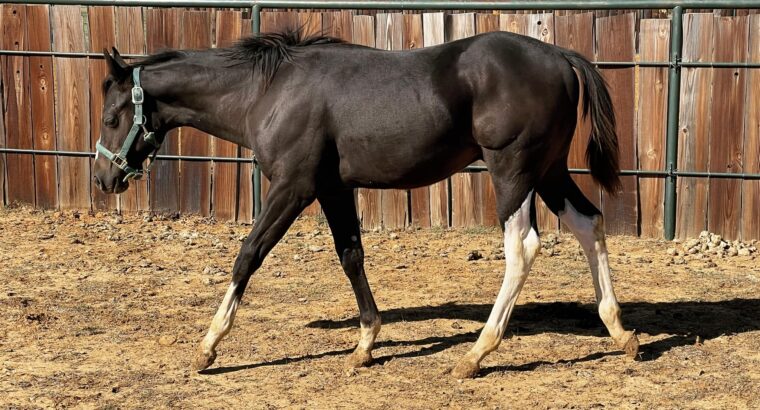 2023 John Simon Bay Tobiano Gelding