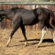 2023 John Simon Bay Tobiano Gelding
