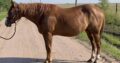 Broodmare In Foal to A Sudden Holiday