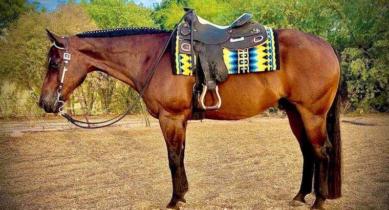 Novice Safe AQHA gelding