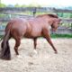 Exceptional APHA Broodmare