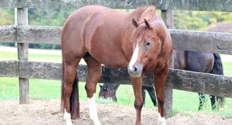 Exceptional APHA Broodmare