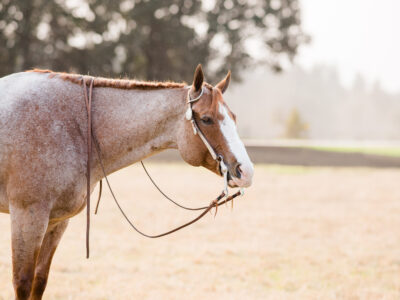 Ready to show! All-Around AQHA red roan gelding