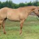 2018 AQHA/ABRA Red Dun Ranch Riding Mare Prospect